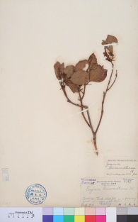 Specimen thumbnail